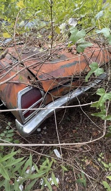 The Chevelle's rear corner covered in brush